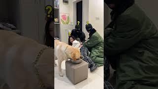 肉肉说了算：当铲屎官遇到危险狗子的反应