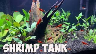 HOW TO: Planted Red Cherry Shrimp Breeding Tank