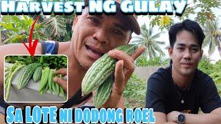 ⭕HARVEST ULIT SA MGA TANIM KO SA LOTE NI DODONG ROEL