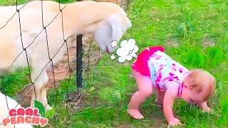 Try Not To Laugh: Funny Baby and Animal Videos || Cool Peachy 