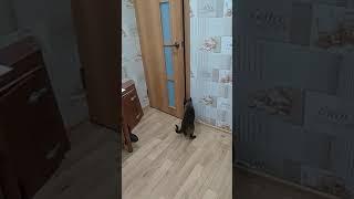 Самый умный кот в мире !!! Умные кошки Clever cats opening doors  Сиамский кот Тайский кот