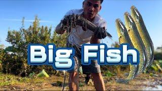 Easy Easy to catch this big fish | Survival Skills & Primitive Skills | How to survive in the forest