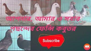 Fancy Pigeon collection in Bangladesh. #RasinPigeonLoft #FancyPigeon #BeautyHomer #DanishTumbler