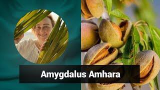 Разбор препарата АМИГДАЛЮС АМАРА AMYGDALUS AMHARA | Гомеопатия и здоровье