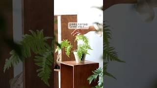 실내에서 키우기 쉬운 고사리 추천 7가지 #plants #planterior #식물 #식물키우기 #식물추천 #키우기쉬운식물