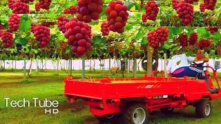 Amazing Grape Farming  And Grape Picking Technology | Grape Harvest Machine