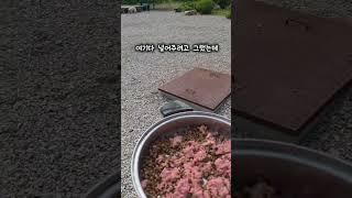산속 깊은 곳 사나운 개의 굶주림 1탄 #dog #wilddog #poordog #shorts