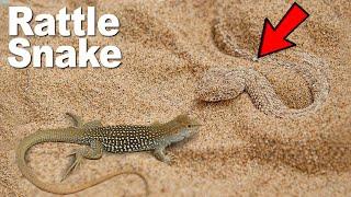 सबसे तेज़ी से शिकार करने वाला साँप | Rattlesnake Explaned | Factube World