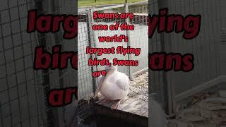 swans fact #Duckfact #shortsvideo #youtubeshorts#animalfact #shortsfacts #petlover #birdfacts #food