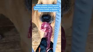 04.05.2025 Драйв ищет дом ️ очень ориентирован на человека, социальный парень, умный…