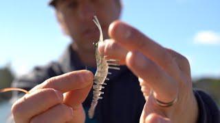 Which SHRIMP BAIT is the BEST? Top Shrimp Lures Ranked Best to Worst