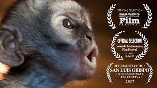 Baby Monkeys Fighting For Survival - Vervet Forest Documentary