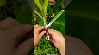 Outdoor barbecue meat knife #cutting tool #fruitknife #fruit #tools #knife #shorts #youtube