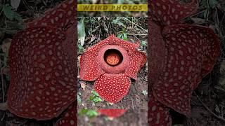 Weird Photos Part 57 The World's Largest Flower #shorts