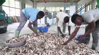 Transforming cassava peels into animal feed