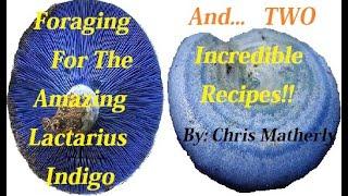 Lactarius Indigo, The Blue Milky Mushroom! Foraging and then TWO Amazing Recipes!