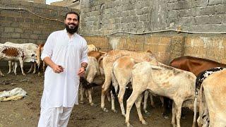 Eid first day | Qurbani ki tayari | Mustafa Hanif BTS | daily vlogs