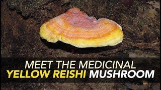 Meet The Medicinal Yellow Reishi Mushroom