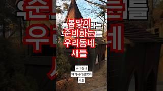 #봄을 맞이하는 #새들  #우리동네 #예당마을 #동탄 #석우동 #롯데캐슬 #여기저기