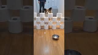 장애물 피하는 15살 강아지 레피 #뎅뎅이 #빠삐용 #사막여우 #papillon #dog #장애물피하기 #
