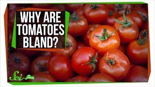 Why Do Tomatoes Taste So Bland?