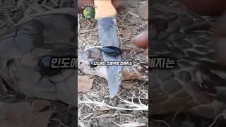 코브라 머리에서 나오는 보물
