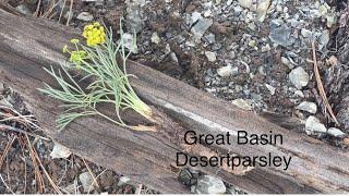 Great Basin Desertparsley   A delicious carrot relative