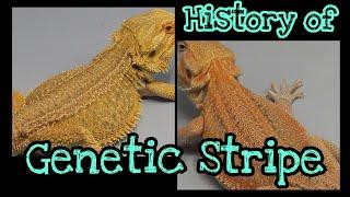 Bearded Dragon History: Genetic Stripe