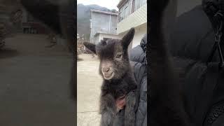 a boy named #PetShorts #AnimalDaily #CuteAnimalClips #WildlifeDaily #PetLover