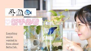 [2021]Betta Fish 养斗鱼 养鱼必备｜新手必看｜怎么换水？｜必买单品｜注意事项️【Lady FUN】