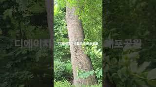디에이치아너힐즈 산책로 개포공원 02 571 8889  타임부동산 #개포공원 #디에이치아너힐즈 #개포동아파트  #디에이치아너힐즈아파트