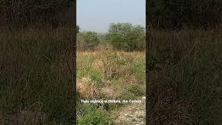 Tiger sighting at Jim Corbett