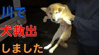 【捨て犬保護】川に落ちていた犬を保護しました【迷子犬？】