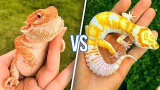 Bearded Dragon VS Leopard Gecko: What To Choose?