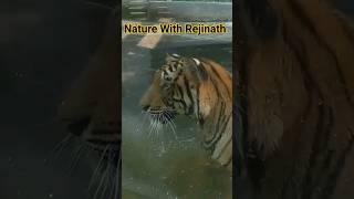 Tiger |shorts|nature|animals|wildanimals|youtubeshortsvideos|naturewithrejinath