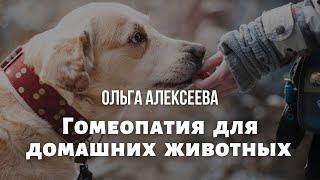 Ольга Алексеева "Гомеопатия для питомцев. Разбор кейса"