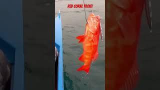 Red coral trout #fishcatching #fish #verticaljigging #fishingtechniques #jigging #fishing #lapulapu