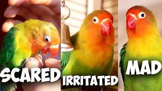 Lovebird Body Language Explained !