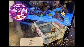 Exquisite Corals - How to add corals to a reef tank and breaking news 