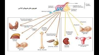 فیزیولوژی هورمون های هیپوفیز /دکتر عصایی