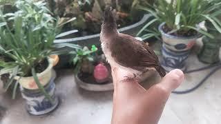Tập Cho  Chim Chào Mào Non Thuần 100%