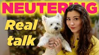 FINALLY Neutering My Westie Dog | The Real Pros & Cons