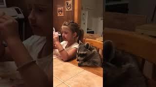 Hilarious Raccoon Devours Burrito for #NationalBurritoDay! #Shorts