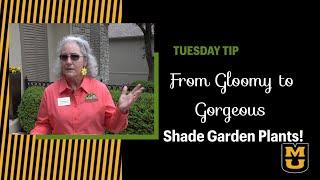From Gloomy to Gorgeous - Shade Garden Plant Picks