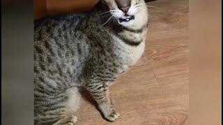 Oriental Shorthair Cat has a Funny Meow || ViralHog