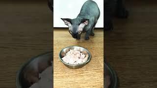 Sphynx cat eating