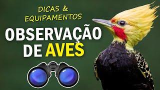 5 DICAS e EQUIPAMENTOS para OBSERVAR AVES NA NATUREZA | Descubra como identificar um passarinho!