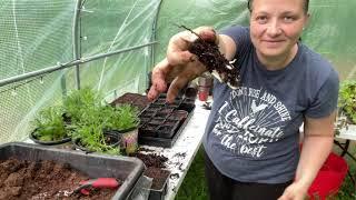 Planting Comfrey And ALL THE SEEDS  | The Shearin Homestead