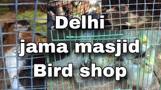 jama masjid birds shop || delhi bird market || GS Birds Info