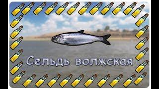 Русская Рыбалка 3.99 (Russian Fishing) Сельдь волжская